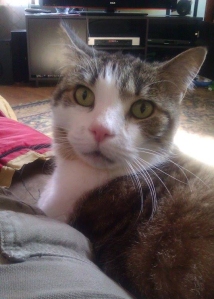 Java the cat, 1998-2015